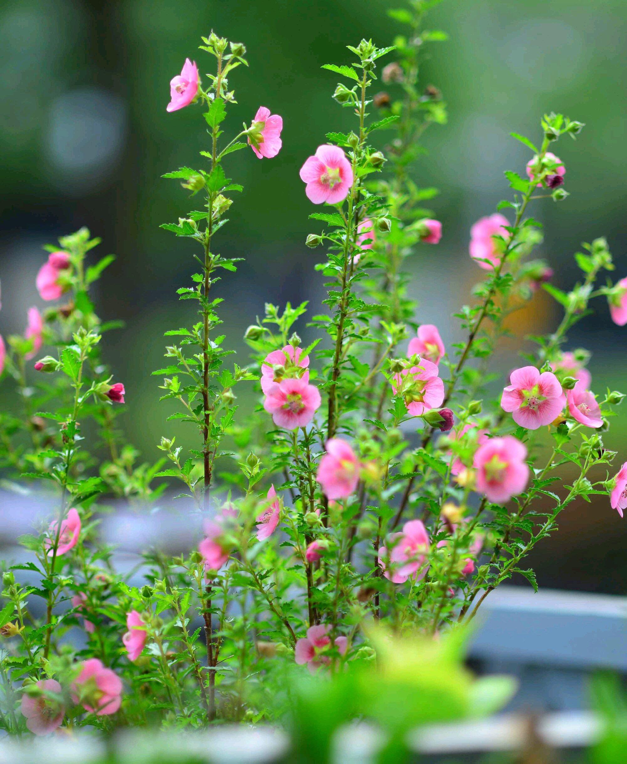 小木槿丨夏日清新小碎花来袭 - 知乎