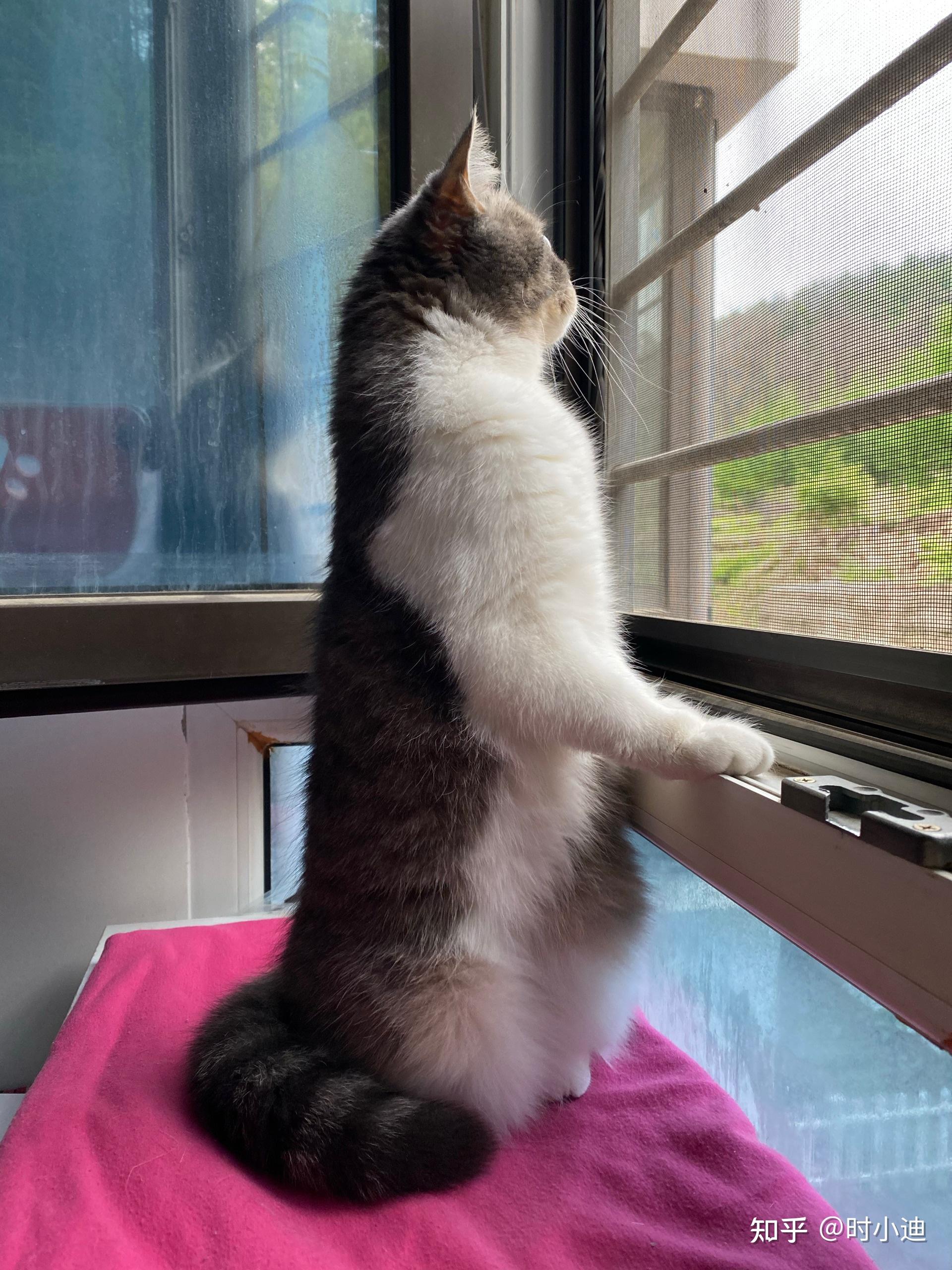 猫咪站起来后胸骨这样正常吗