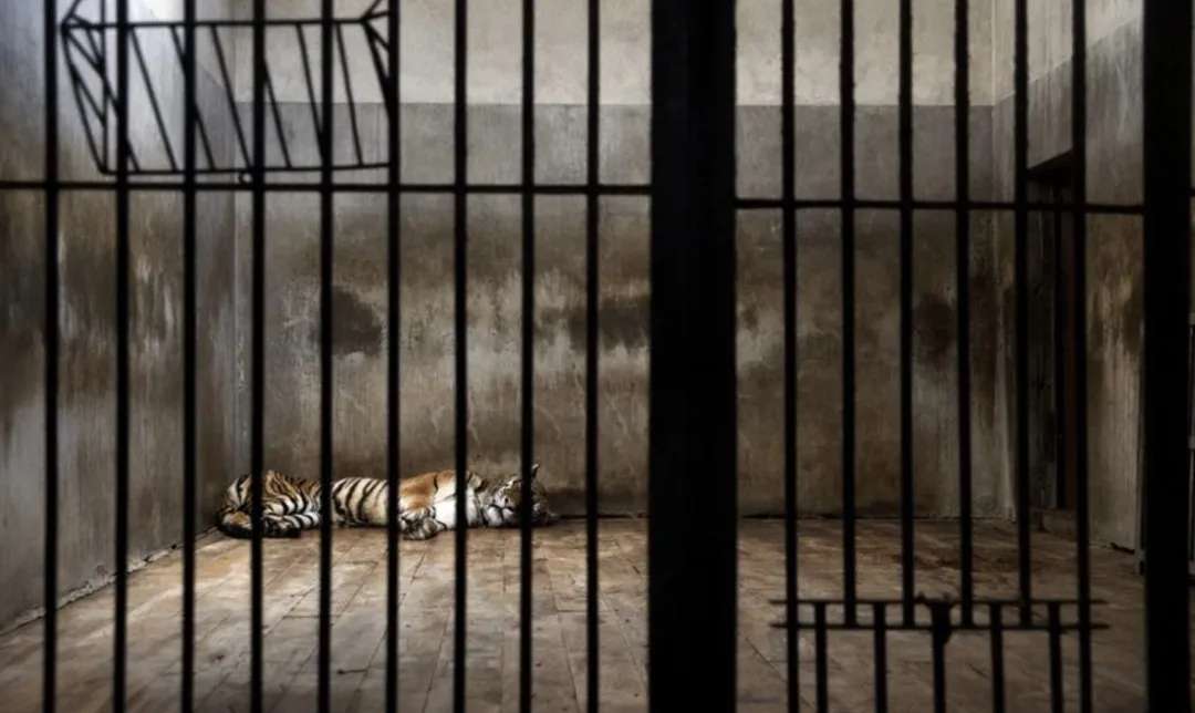 没有草地,没有阳光,没有湖水,有的只是如监狱一般的铁门,阴暗潮湿的