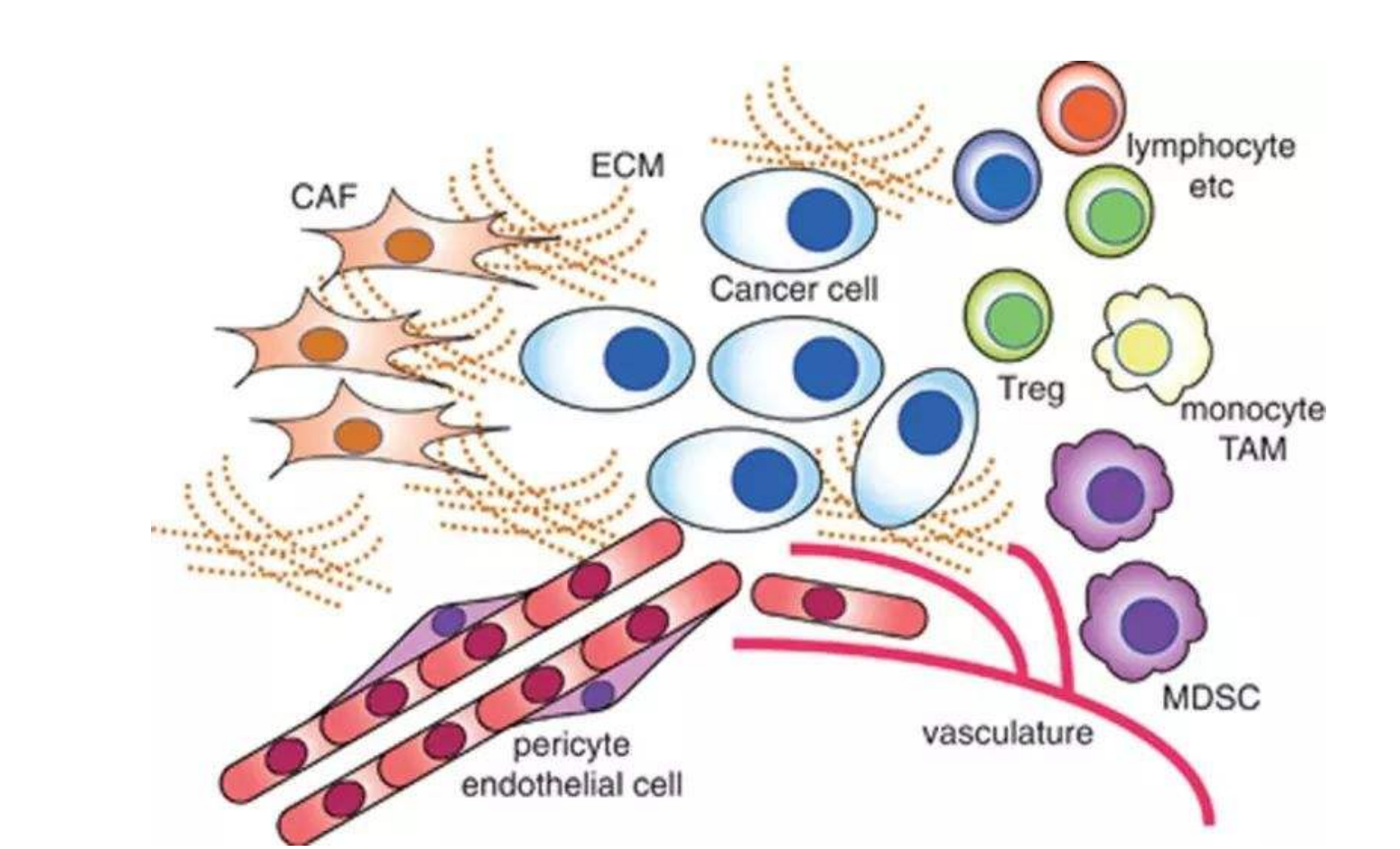 肿瘤免疫微环境及免疫浸润--epic算法网页分析工具