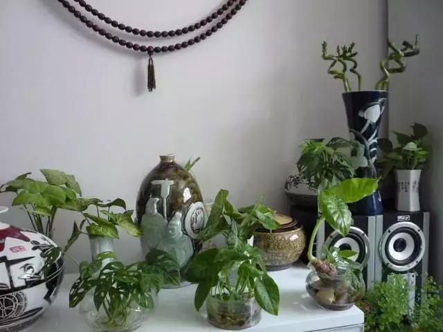 别急着成为 搬运工 花草还没做好准备 室内还有危险 知乎