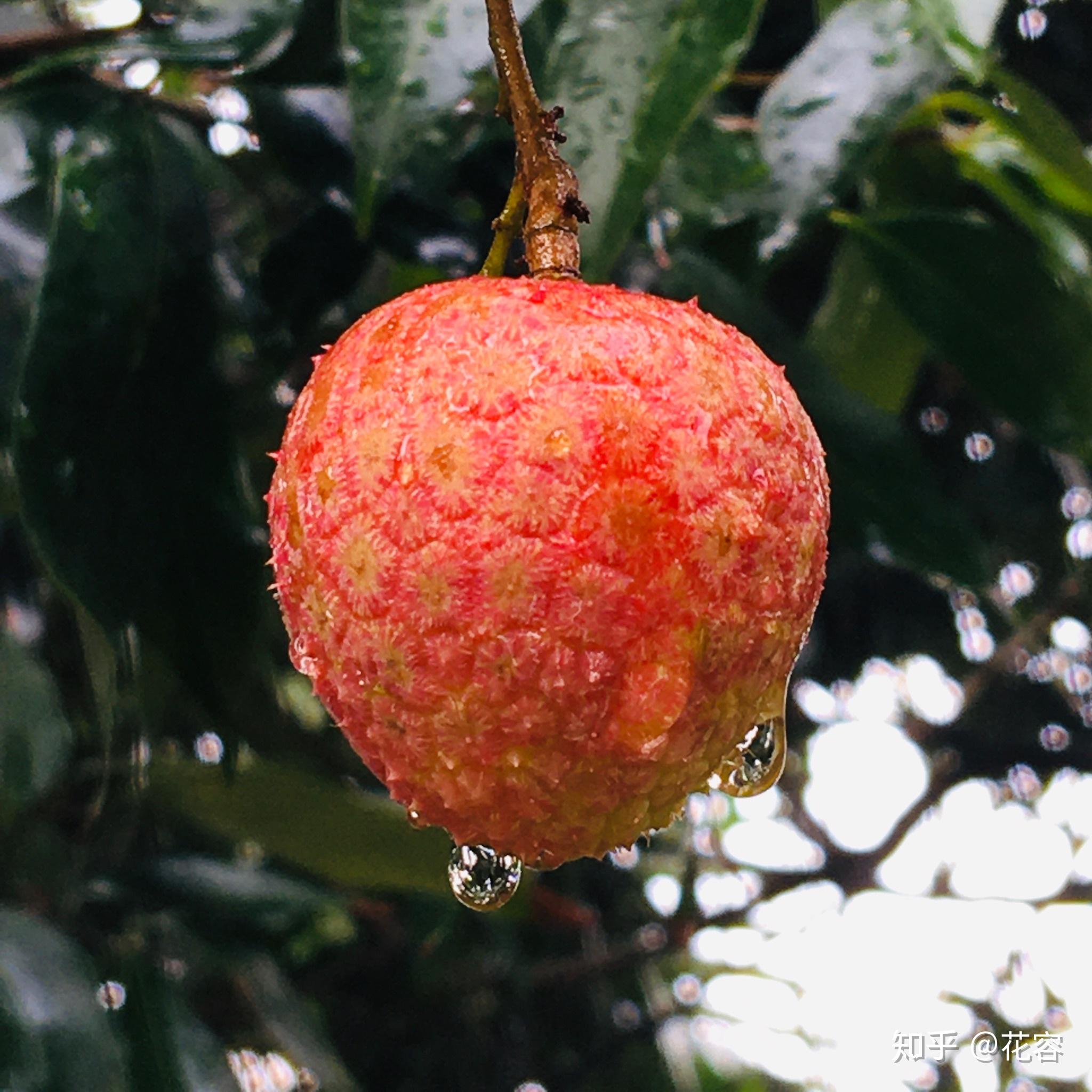 熟悉的味道 - 知乎