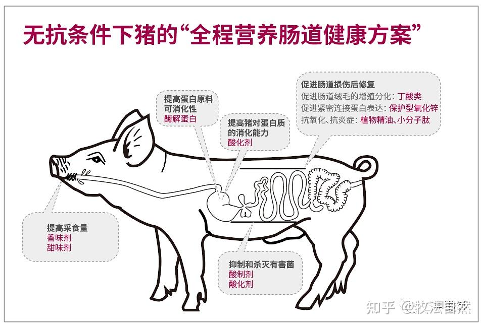 胃肠道内较低的ph值,从而阻止大肠杆菌及其他致病细菌的大量生长繁殖