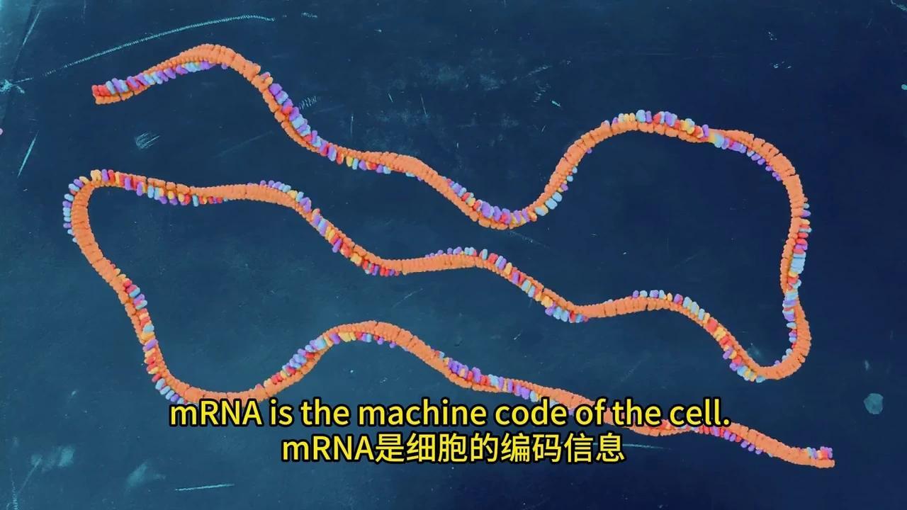 彻底解密DNA转录与mRNA剪接：动画揭秘生物学奥秘 - 知乎