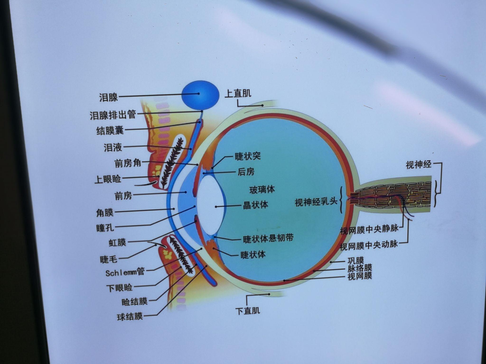 人眼视觉系统图片