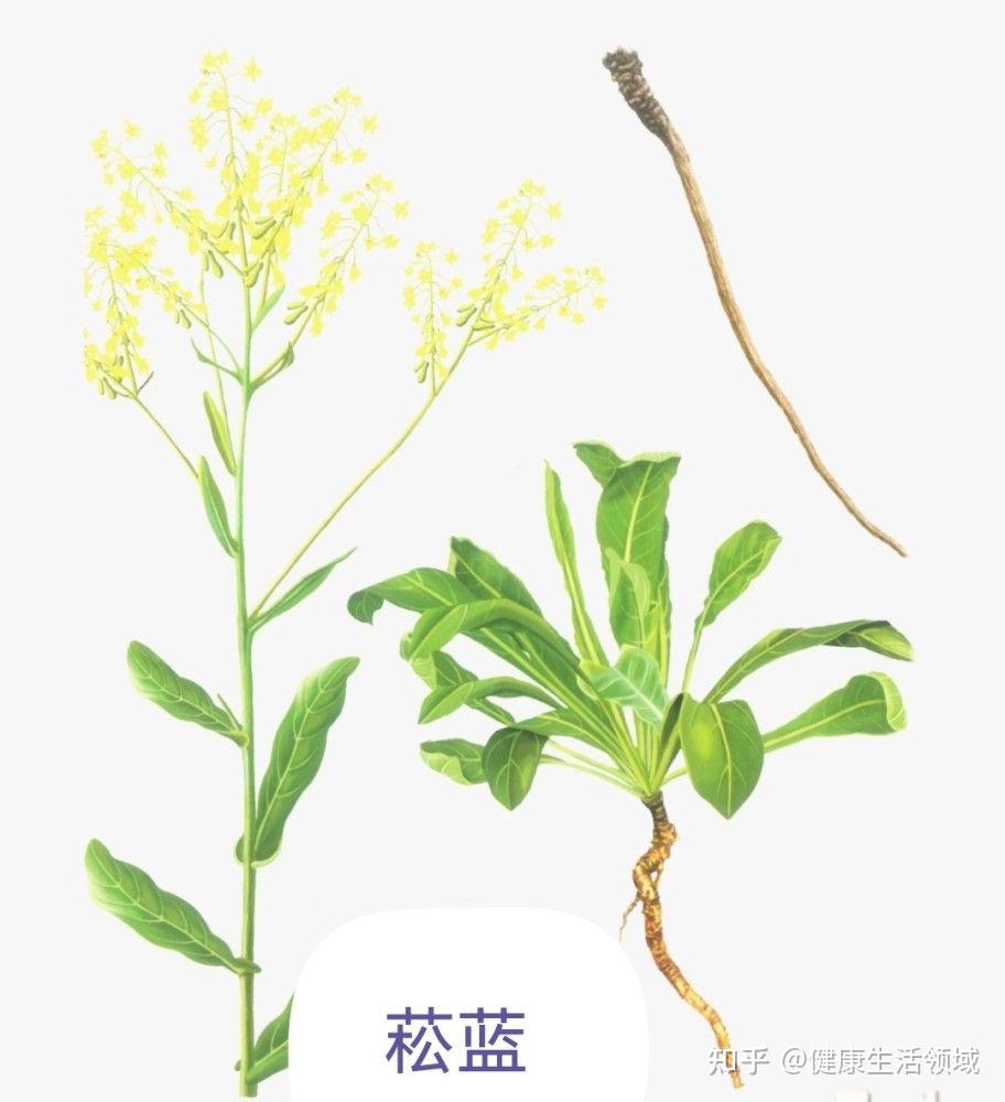 个性中药【青黛】清肝泻肺～"青出于蓝而胜于蓝" - 知乎