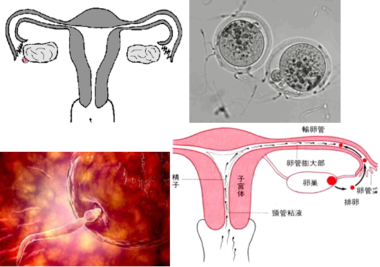 胎儿附属物示意图图片
