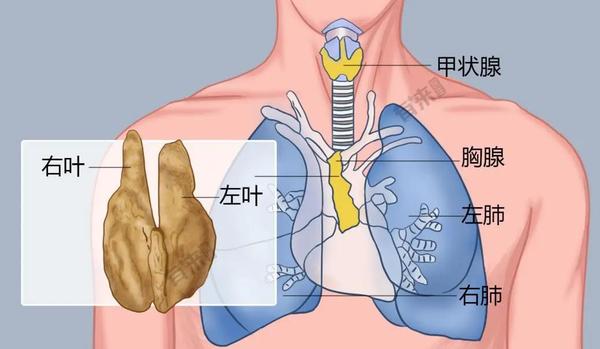 增强免疫力“神药”胸腺法新，成了笑到最后的“爆款”单品？ 知乎