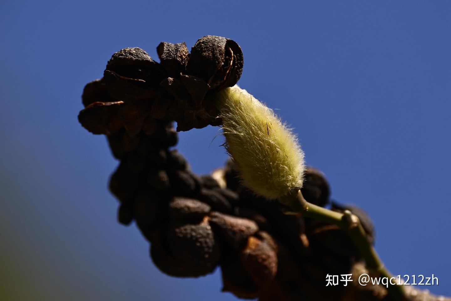 何处望春春可怜,花开正及早春天——春分
