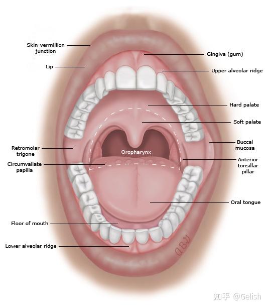 硬腭解剖位置图片