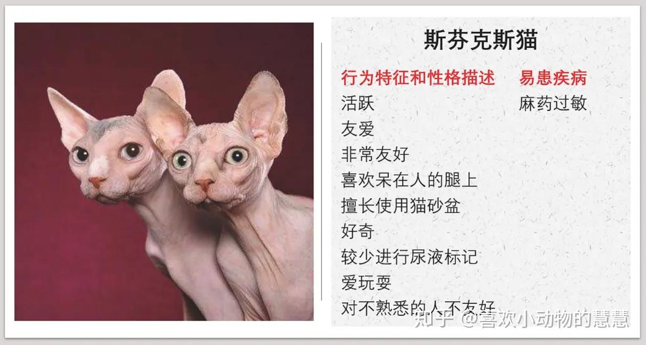 不同种类猫咪的性格易患疾病都有哪些