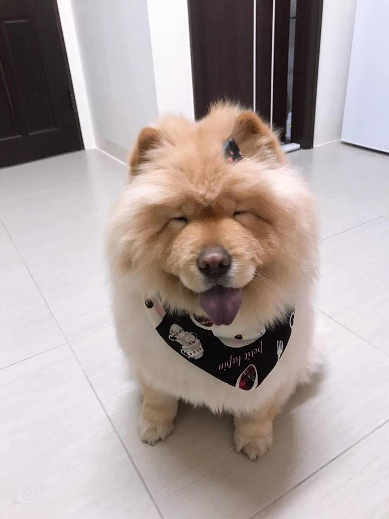 松狮犬太肥被嘲笑洗澡后一秒破谣言结局好尴尬