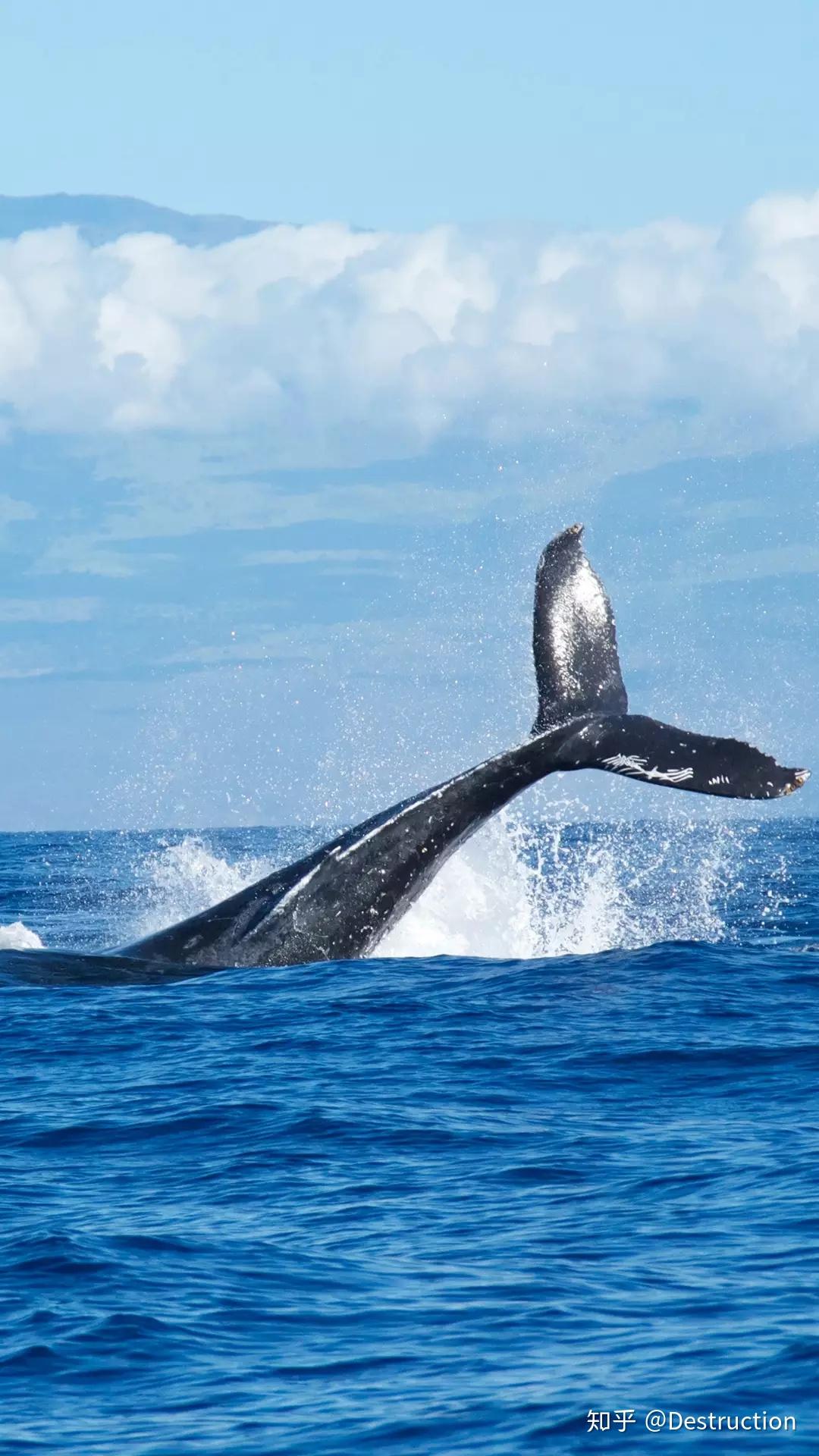 鲸鱼海图片大全-鲸鱼海高清图片下载-觅知网
