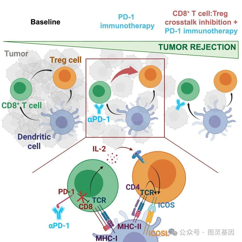 Cancer Cell | 阻断CD8+T细胞/Treg串扰可增强检查点治疗 - 知乎