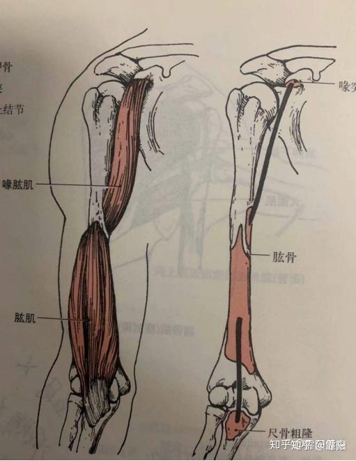 如何练三头和肩 v2-4c30433cd63020b644529af5e8b0f097_r.jpg