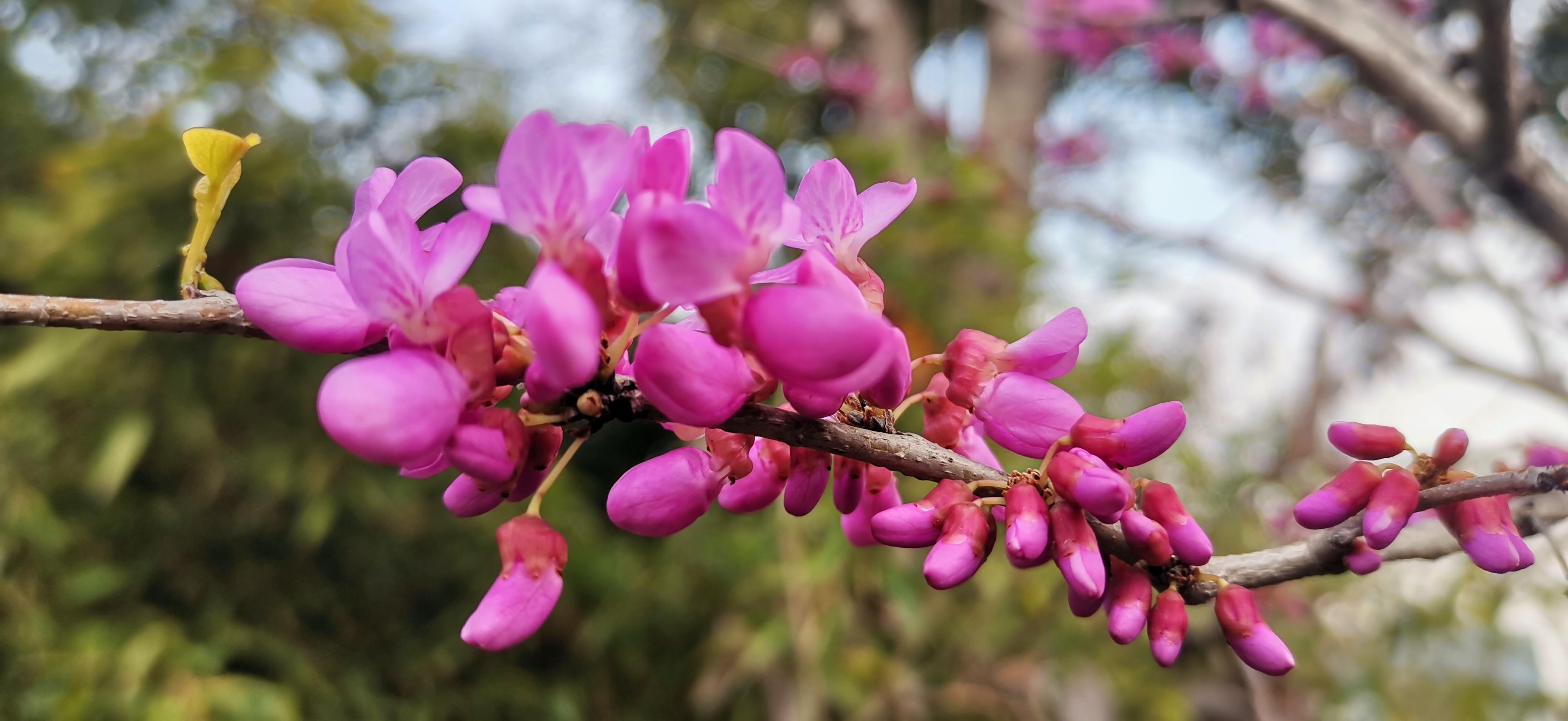 吉安视觉:紫荆花开 美丽动人