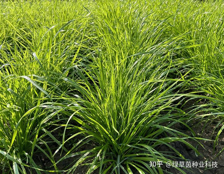 一年生黑麦草和多年生黑麦草有什么区别,产量如何呢? - 知乎