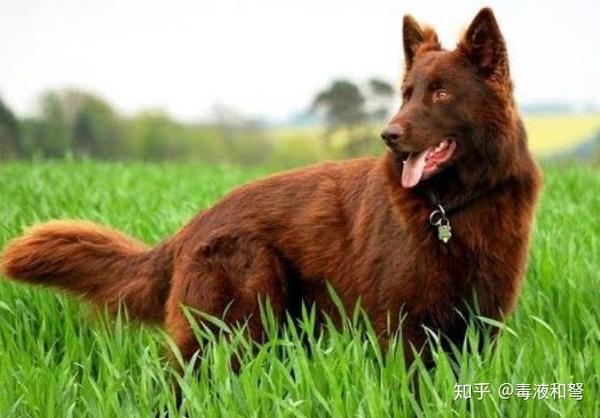 德国牧羊犬都有哪些毛色