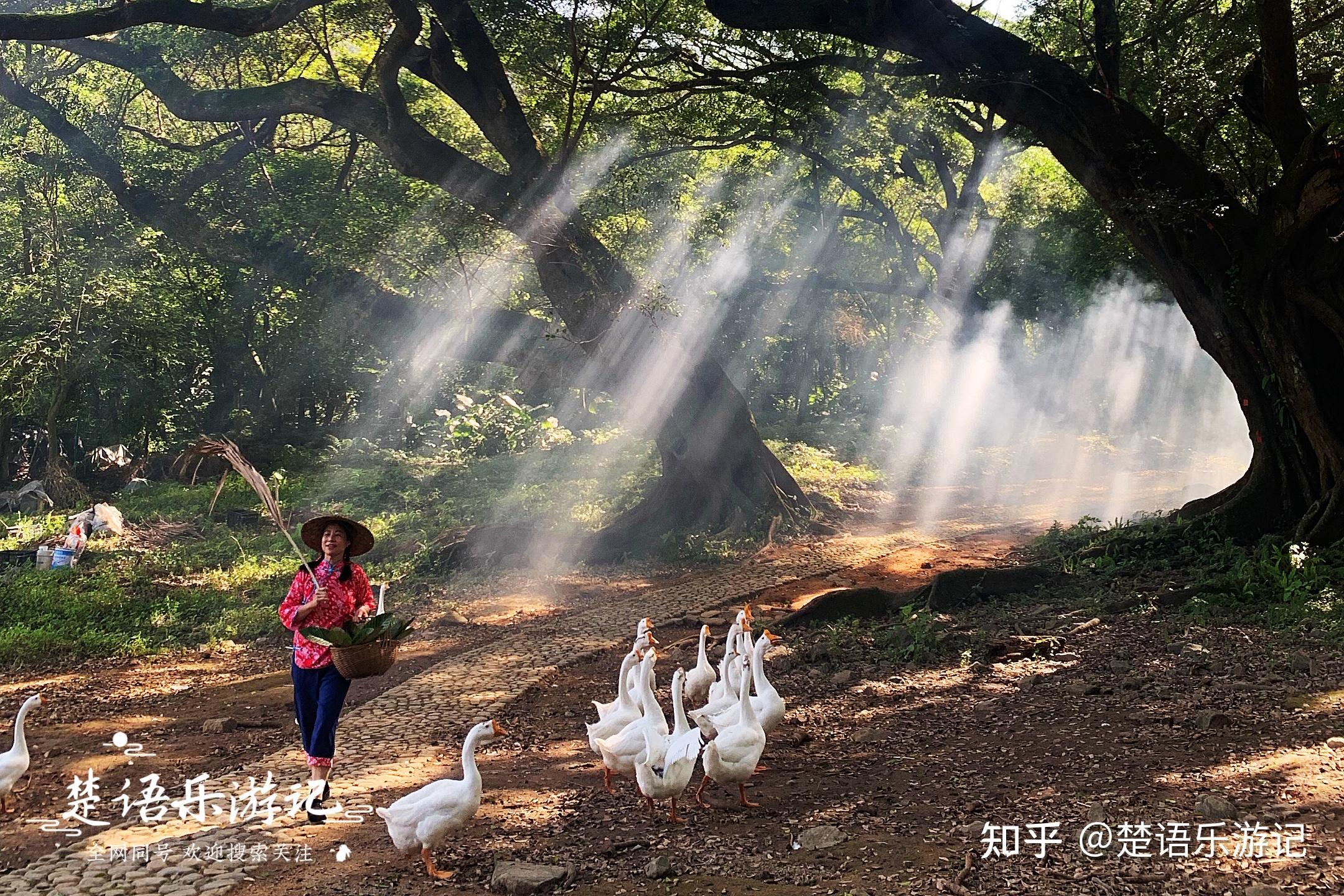 霞浦有一处仙气十足的古树林,被誉为拍照圣地,评价却褒贬不一 - 知乎