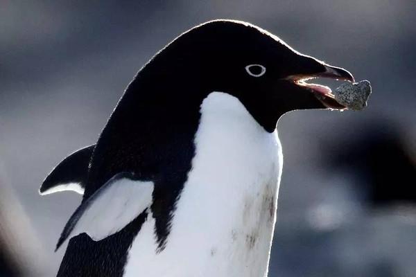 南极萌宠之企鹅系列 阿德利企鹅 - 知乎