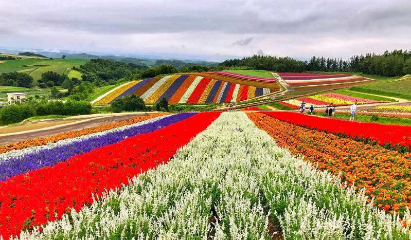 日本北海道 盛开在仲夏流年的汪洋花海 知乎