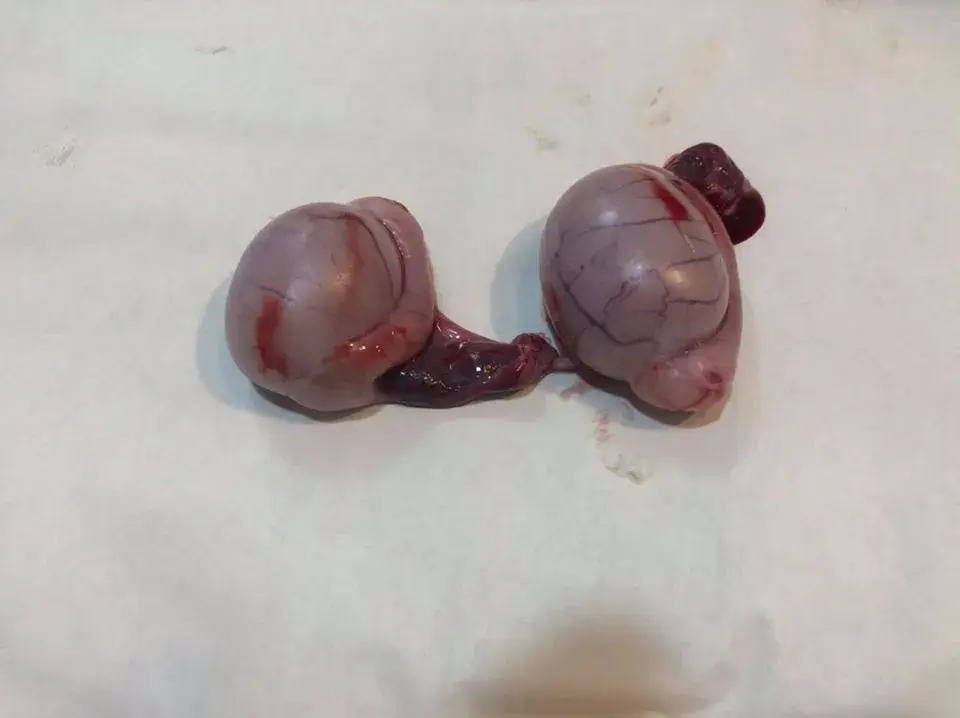 以上大致上来说,宠物绝育手术不管对公狗还是母狗来说,是好多过坏的.