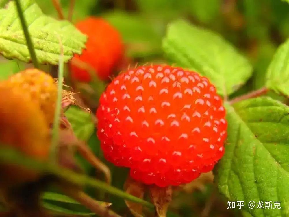 色泽鲜艳,采用百度识图才知道它们的学名叫空心泡和蓬蘽[péng lěi]