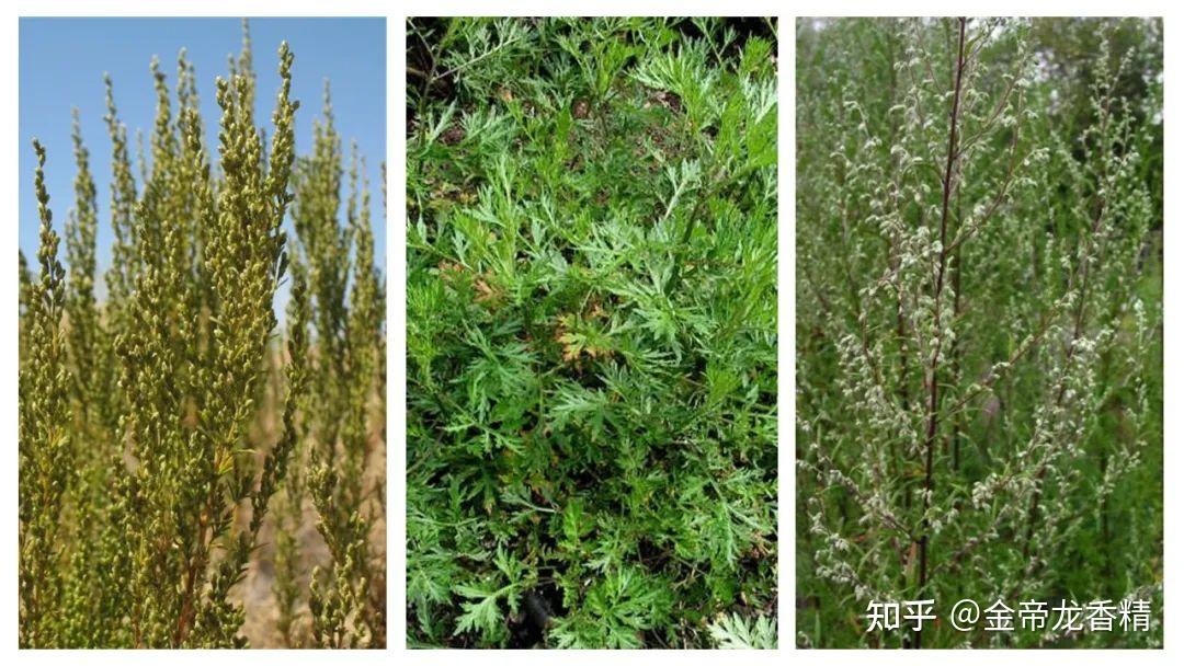 香精与香料(141)—蛔蒿