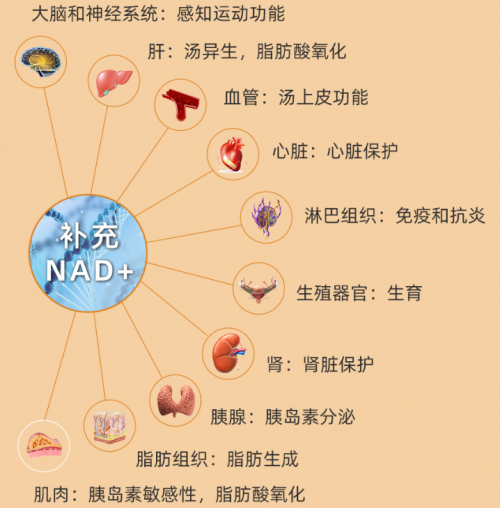 赫曼因nmn能提高nad来清除受损的线粒体并防止衰老