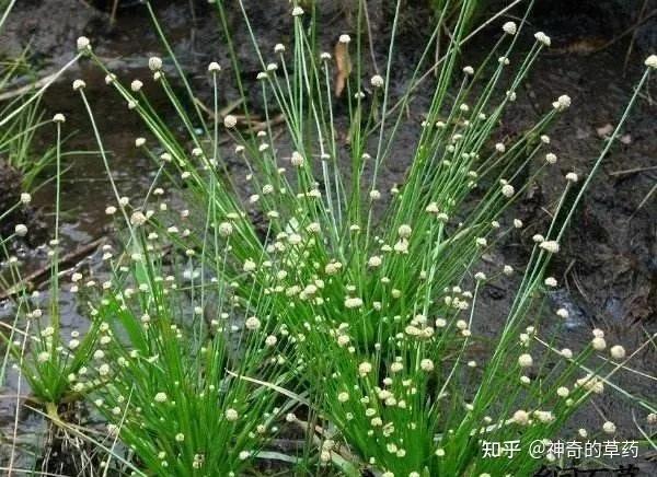 中药材：谷精草 - 知乎