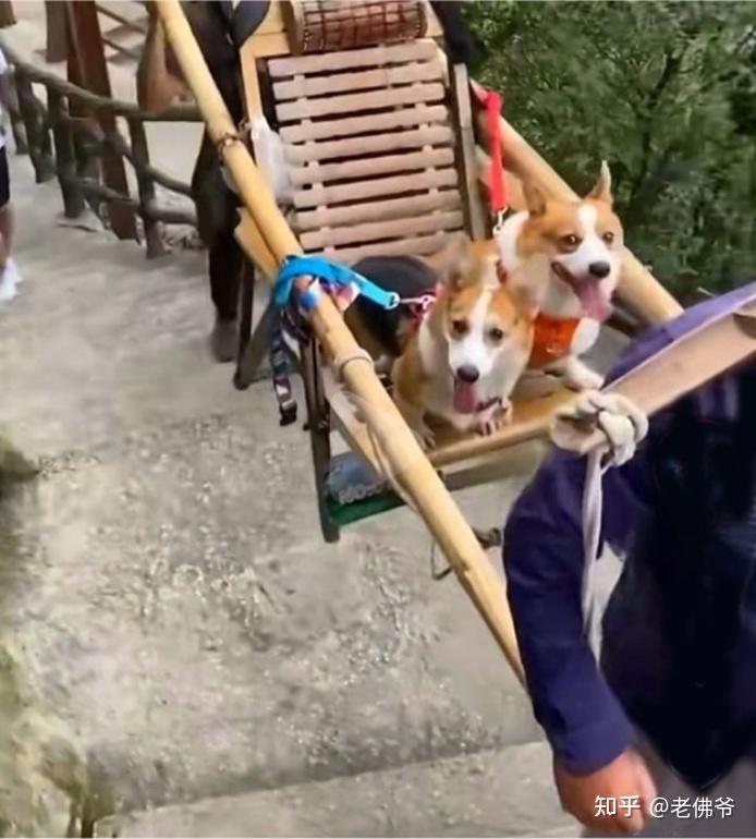 罗萨国的奇葩:狗坐轿子由工人抬上泰山