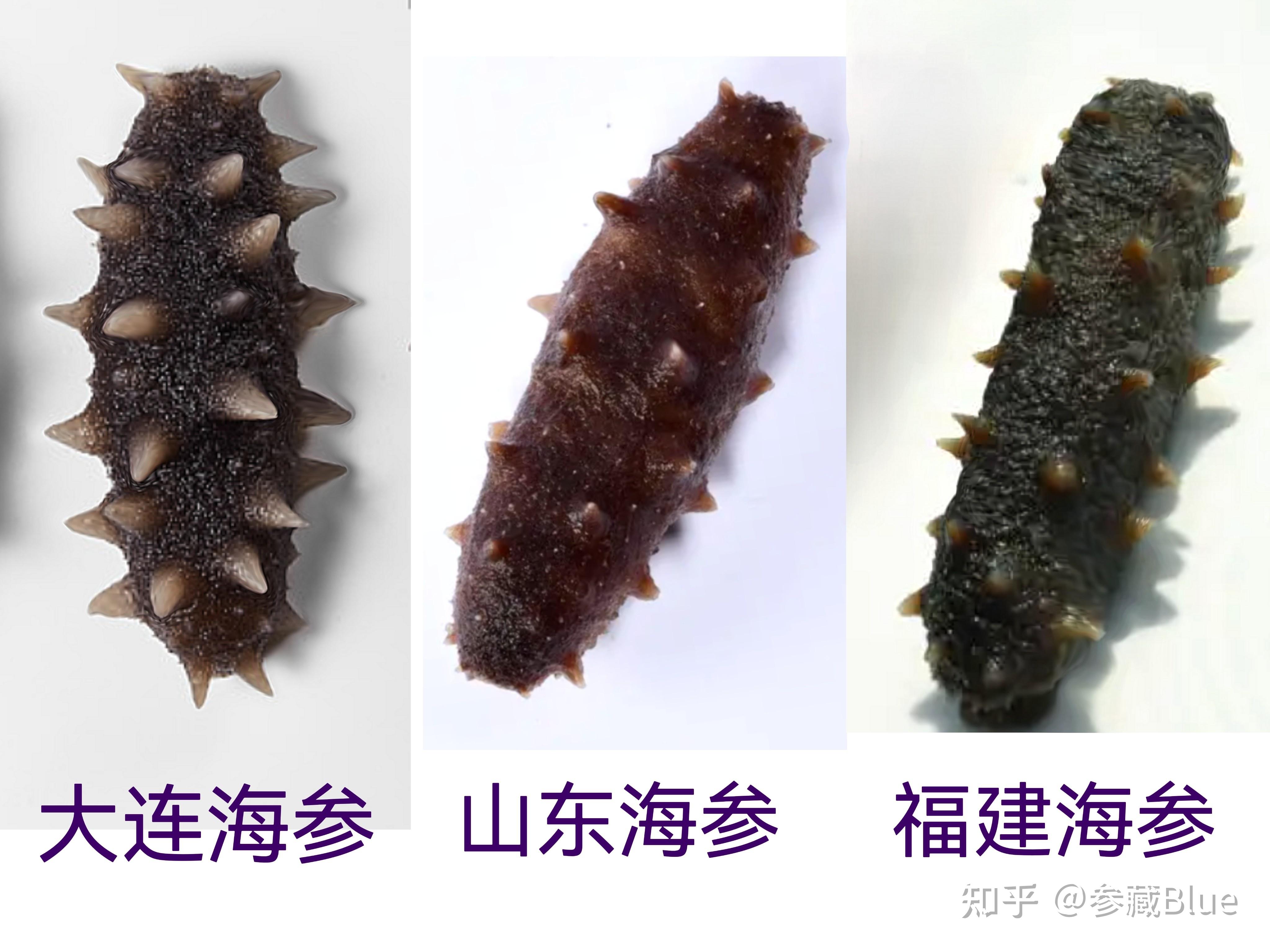 如何辨别挑选各类海参? - 知乎