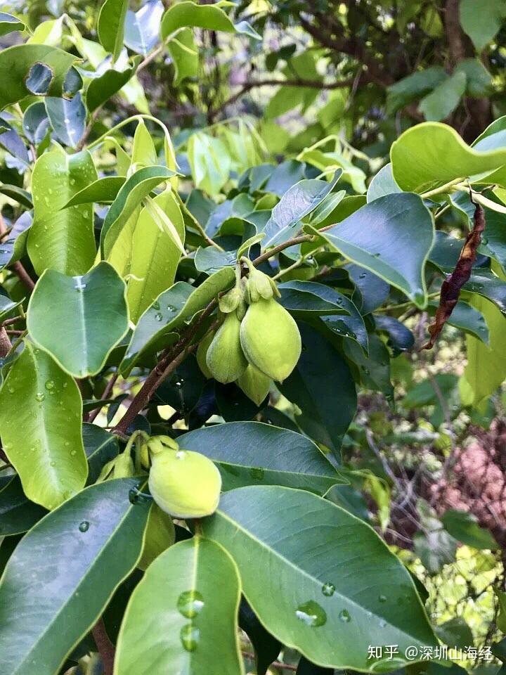 地毯式掃盲深圳街頭常見植物圖鑑上集