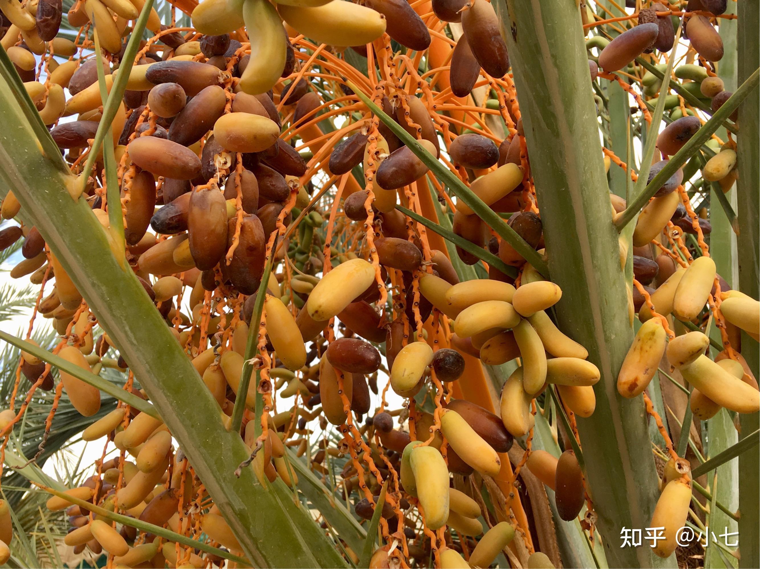 椰枣种植技术67