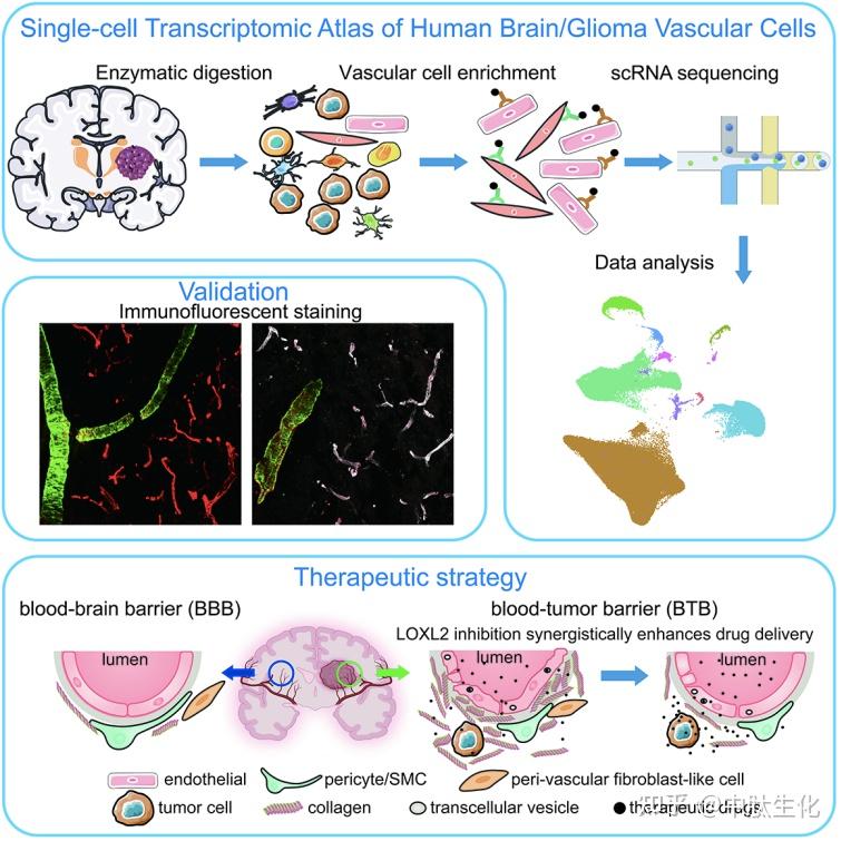 Neuron:破译人类血脑/血瘤屏障分子密码 - 知乎