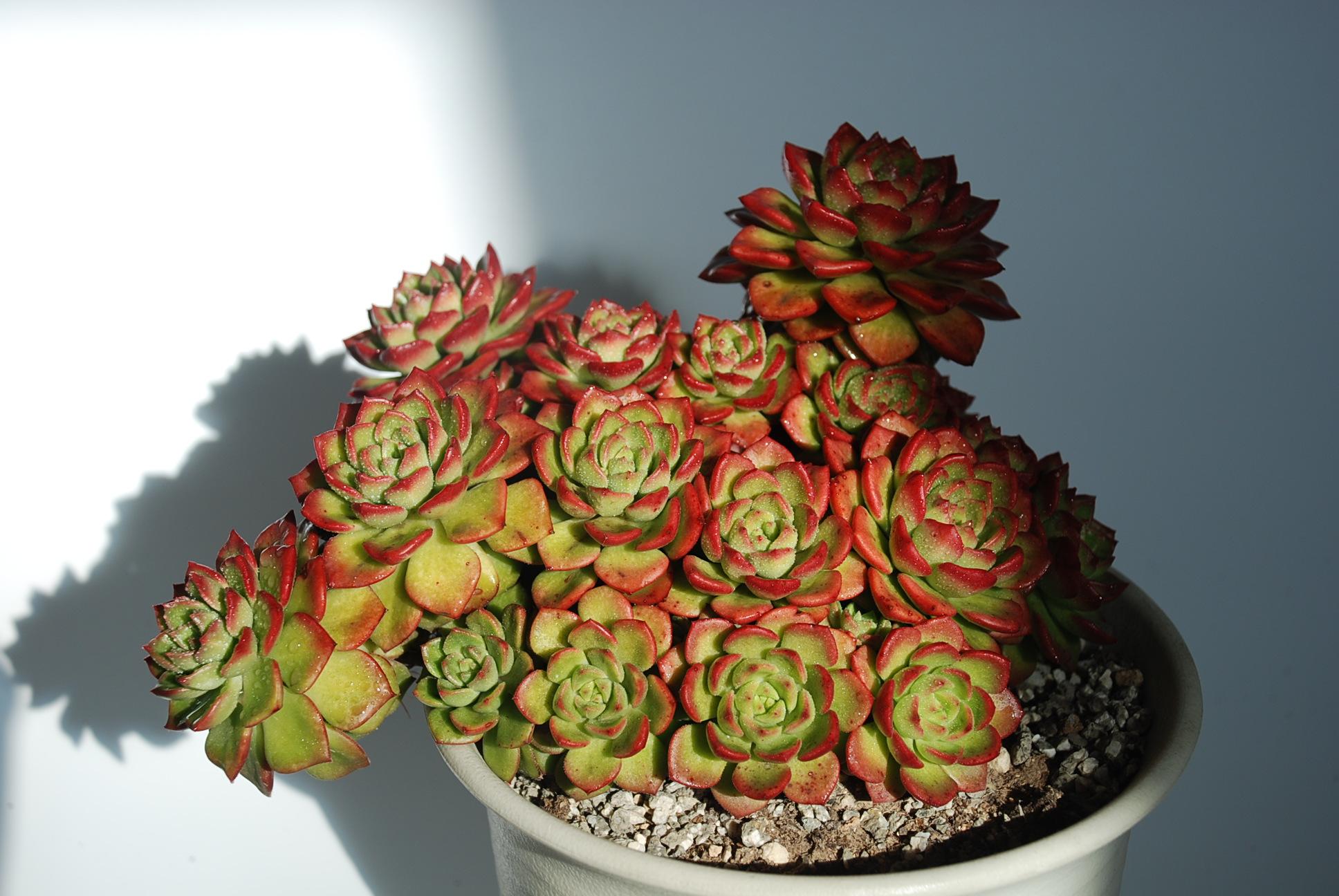 多肉——蒂亚 - 知乎