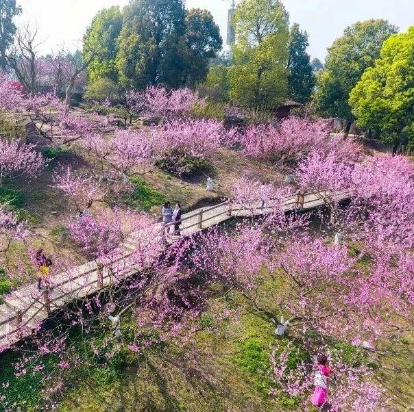 3月还未到 成都桃花已满山 知乎