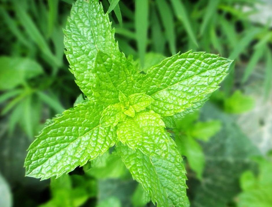 花盆种植薄荷叶子发黑干枯了应该怎么处理 知乎