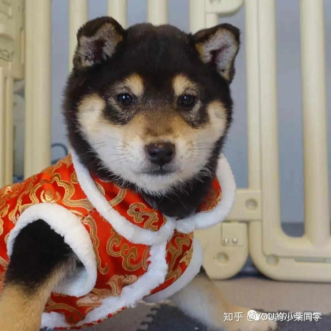 黑柴贵吗？黑色柴犬多少钱一只- 知乎