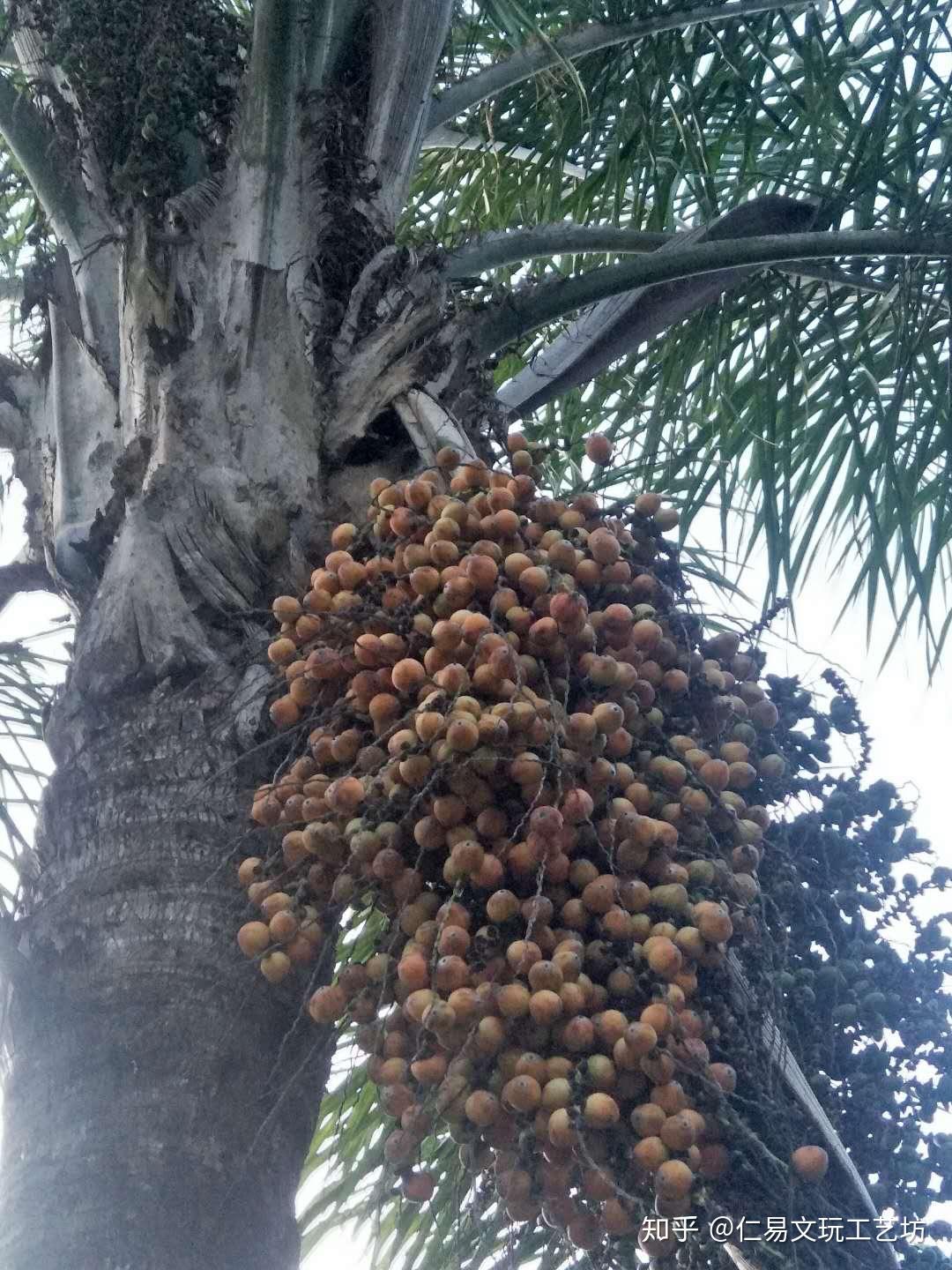 紫金鼠原粒 - 知乎