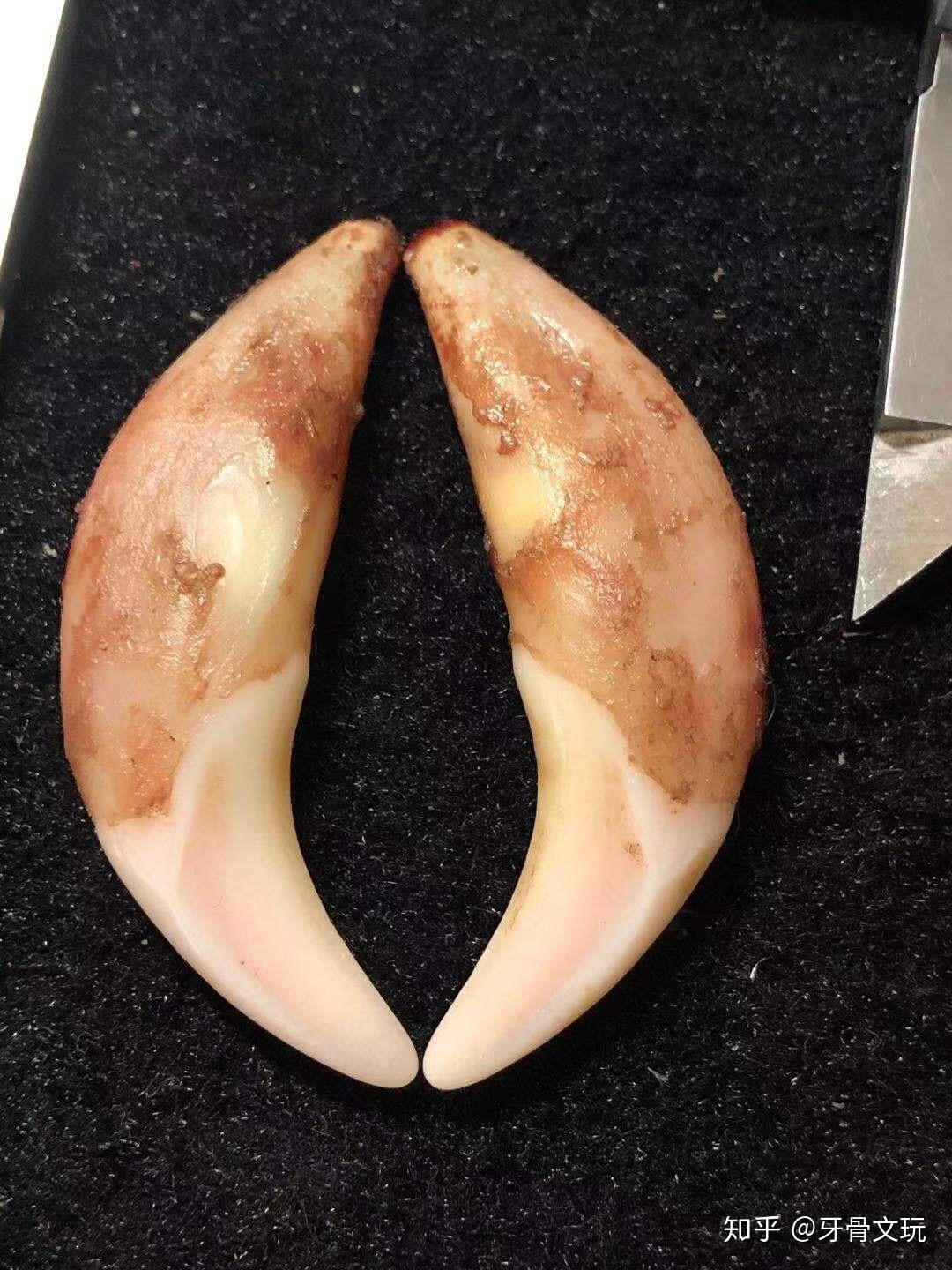 如何鉴定狼牙真假