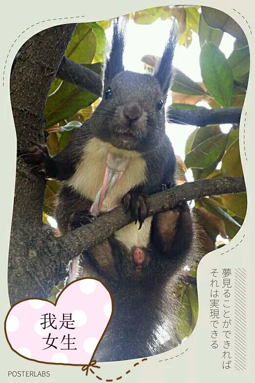 当松鼠发情的时候,是分辨松鼠公母最好的时机,公松鼠的蛋蛋会变得又黑