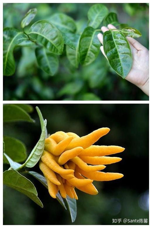 评茶篇13武夷岩茶之佛手雪梨