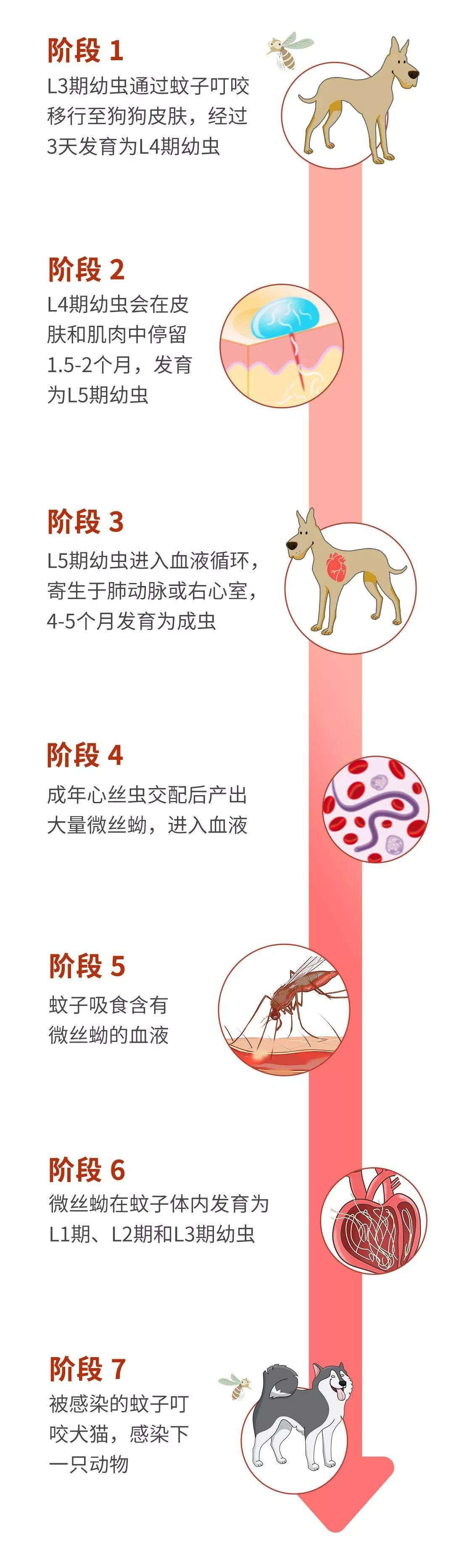 感染性幼虫到新狗体内需要6-7个月才能发育为成年心丝虫.