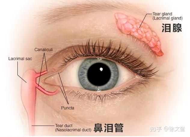 有一些肿泡眼做完双眼皮手术后,虽然祛了脂,但眼睛还是肿肿的