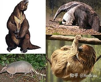 Xenarthra（贫齿总目/异关节总目） - 知乎
