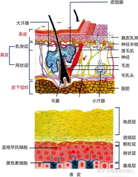 东亚人种面部肌肤特点与底妆开发建议（一） 知乎 