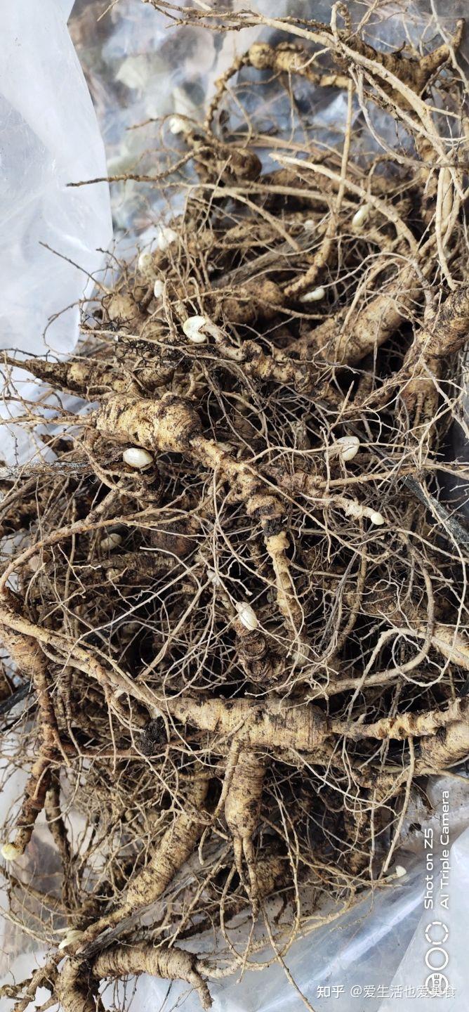 人参种类之珍贵品种移山参