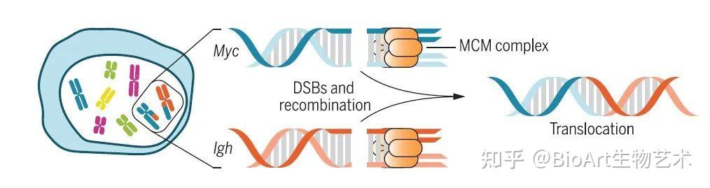 Science | DNA复制时机决定致癌染色体易位发生 - 知乎