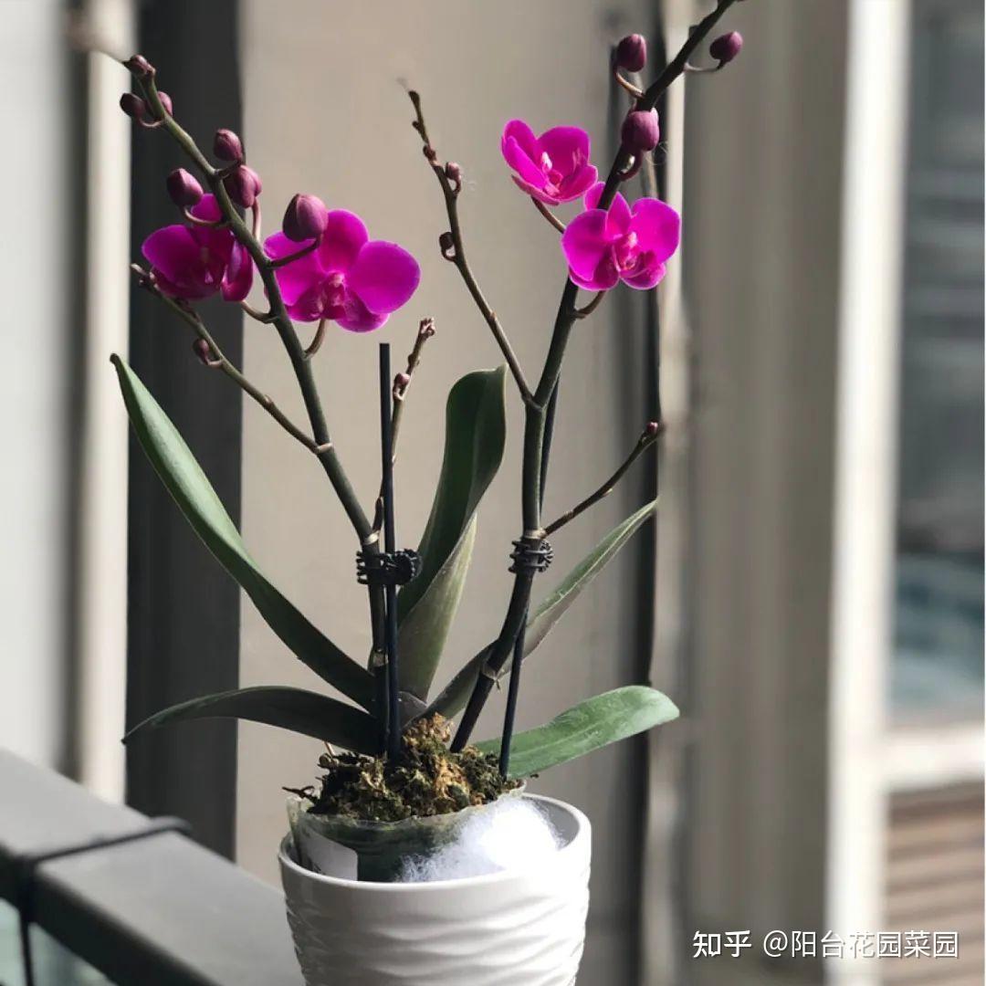 8种“贵族花”,实在太奢侈,动辄上千元,家里有矿才敢买(贵族服饰花纹)